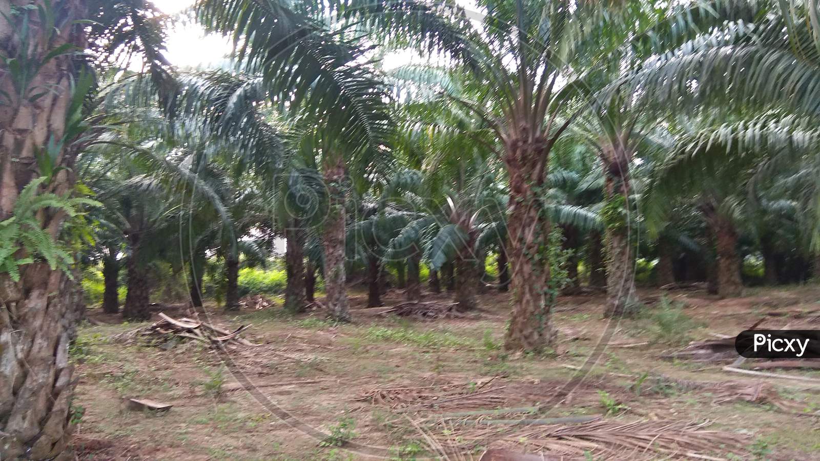 Plant community Palm Tree form