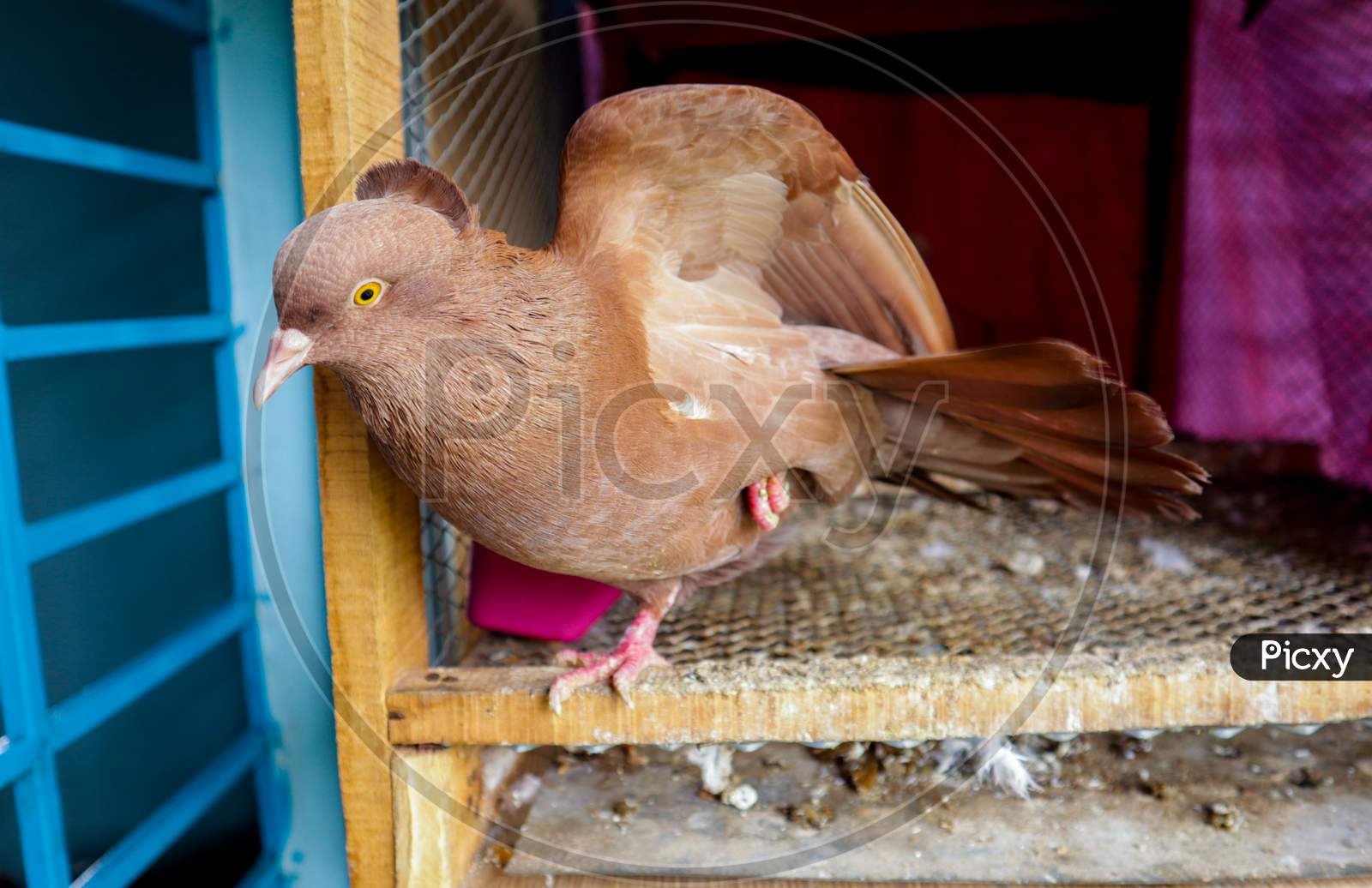 Indian brown color Domestic pigeon standing on one foot in the open cage beside window