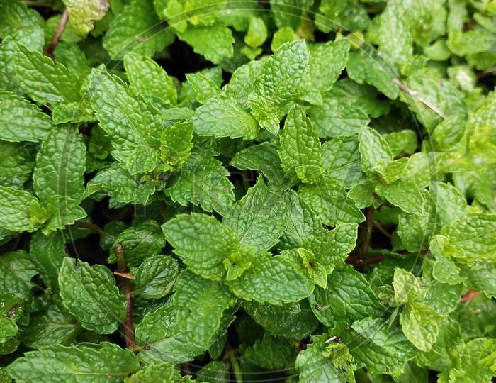 Green colour Mint leaves