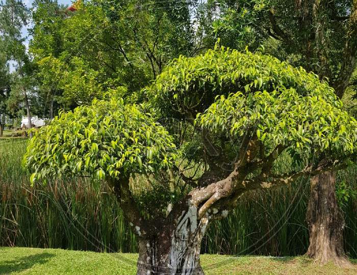 Bonsai tree/plants