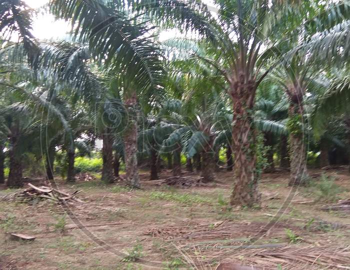 Plant community Palm Tree form