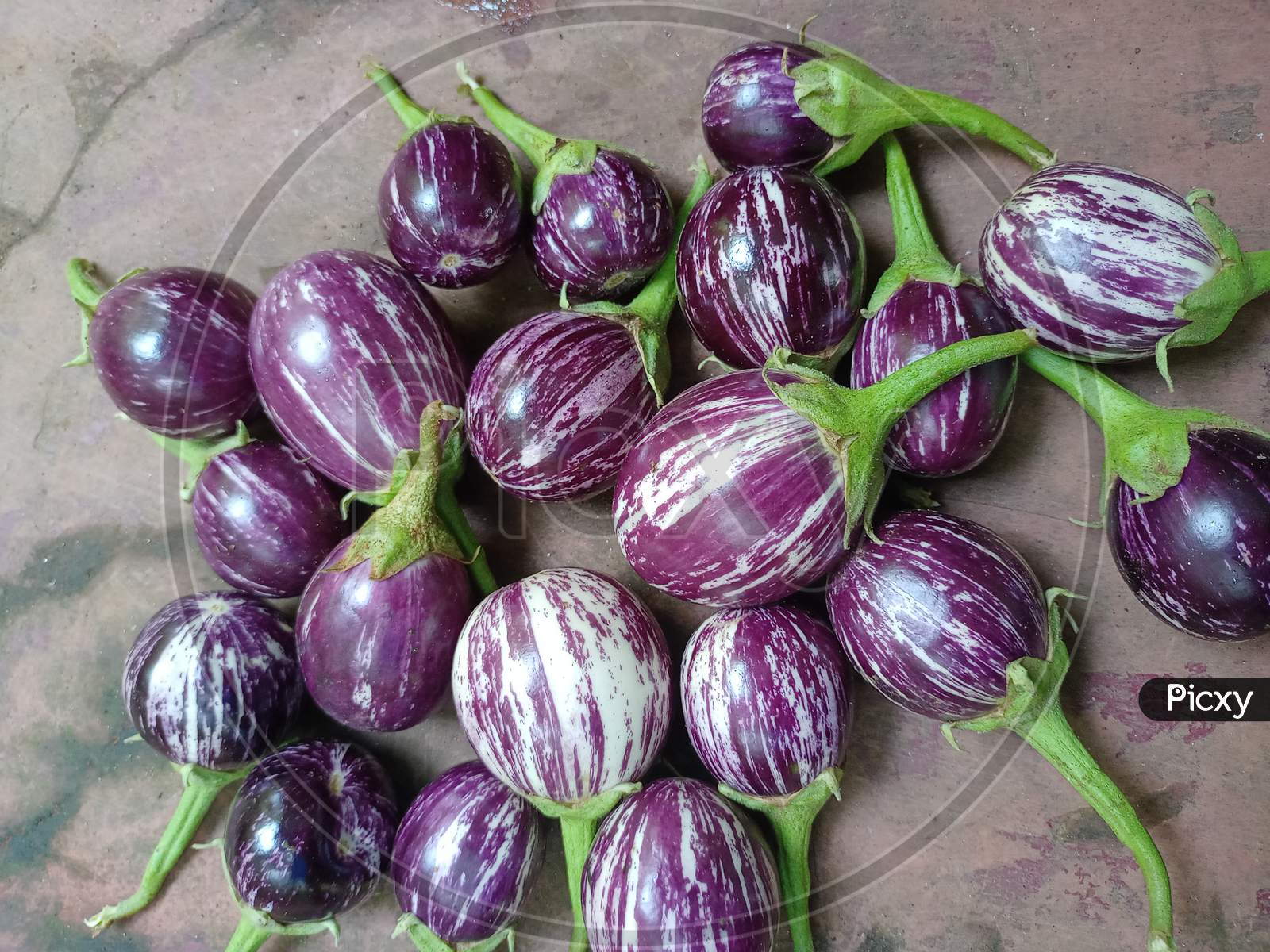 19,484 Eggplant Stock Photos, High-Res Pictures, and Images - Getty Images