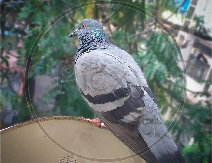 pigeon photography