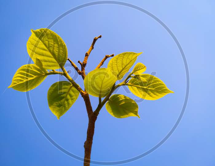 Green Leaves On Branches Against A Bright Blue Sky
