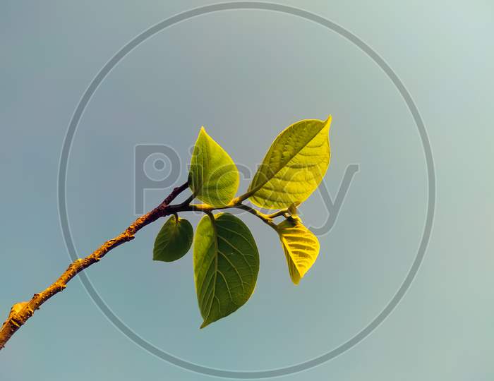 Green Leaves On A Branch Against The Haze Sky