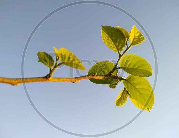 Spring Twig With Green Leaves Isolated On Sky