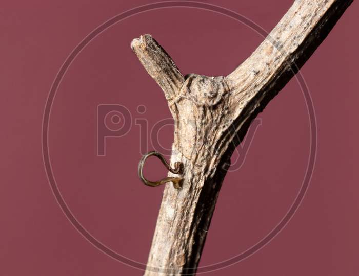 Geometrid Caterpillar Role On A Branch Stock Photo