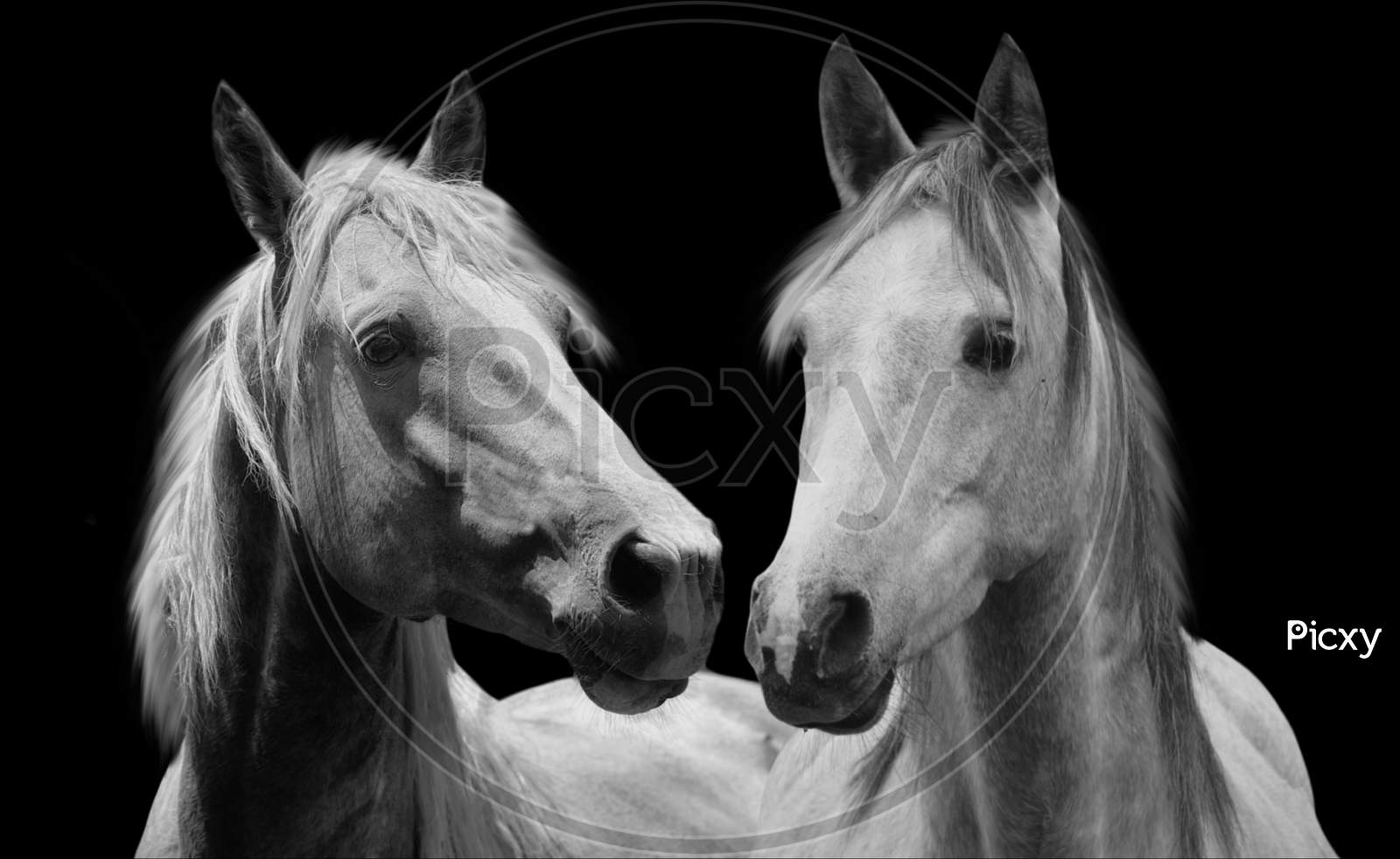 Image of Cute Couple Horse Closeup Face In The Black  Background-NA581280-Picxy