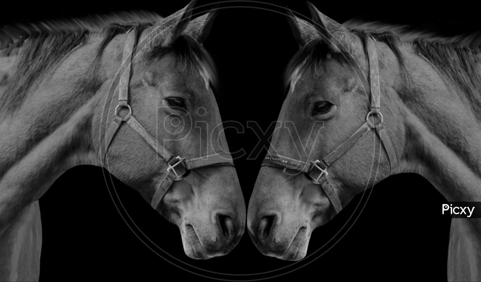 Image of Beautiful Cute Couple Horse Loving Together In The Black  Background-OE924829-Picxy