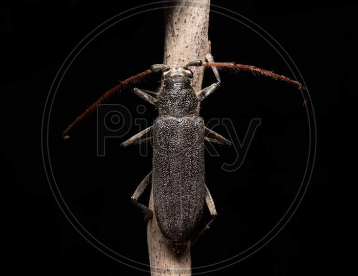 Longhorn Beetle On A Branch Stock Photo