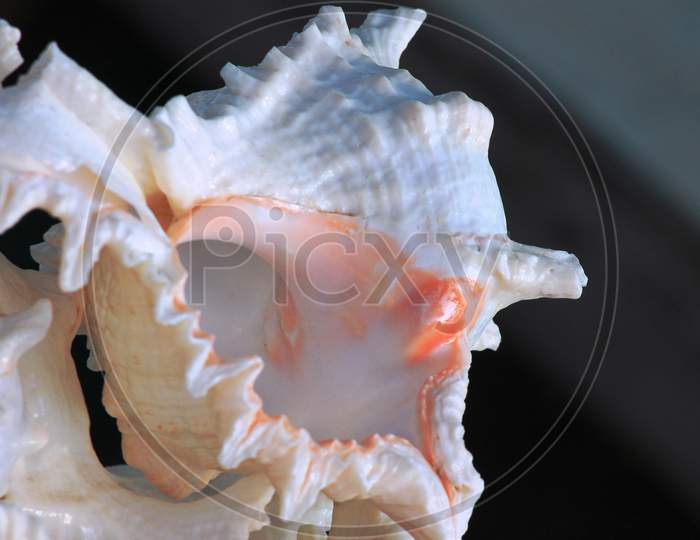 A Shankha (conch shell)