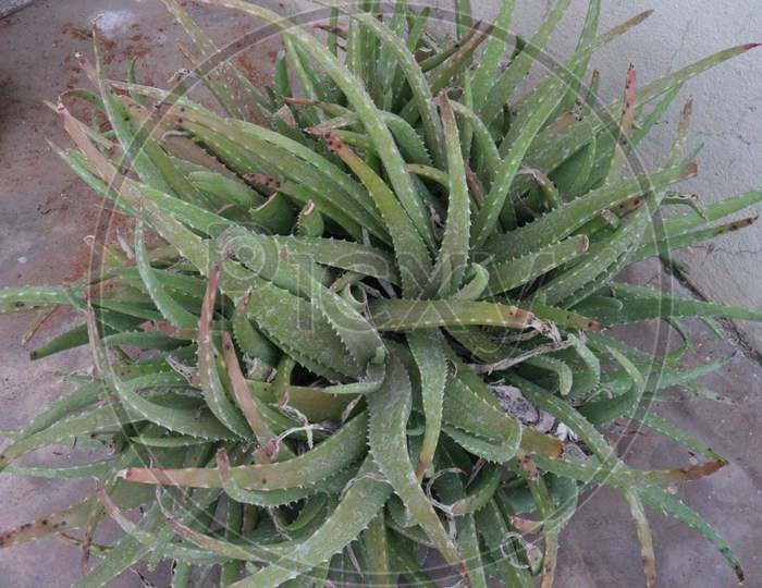 Aloe growing in the tank