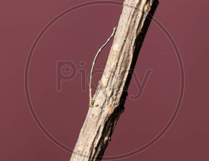 Geometrid Caterpillar Walking On A Dry Branch Stock Photo