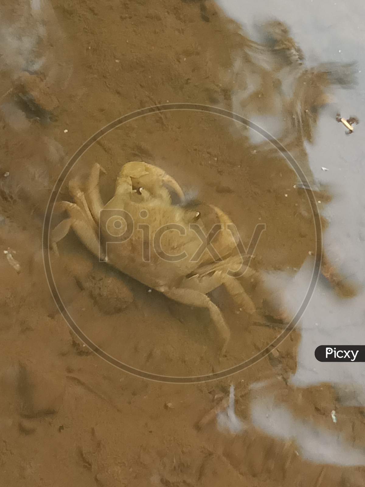Yellow colour crab in the water
