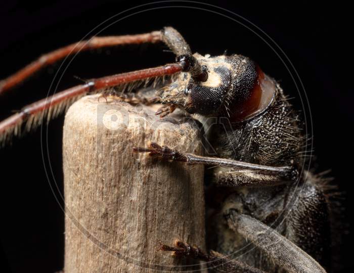Longhorn Beetle Mouth Closeup Stock Photo