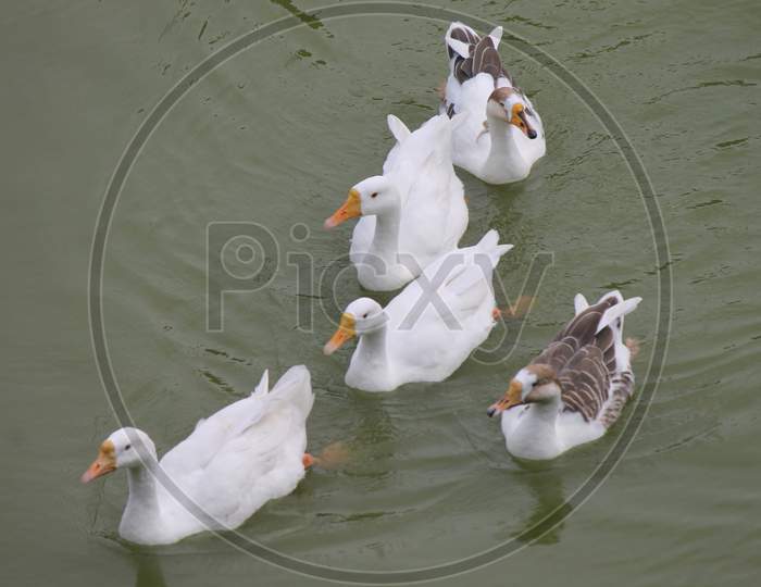 Duck on lake