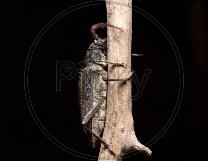Longhorn Beetle Sit On A Dry Branch Stock Photo