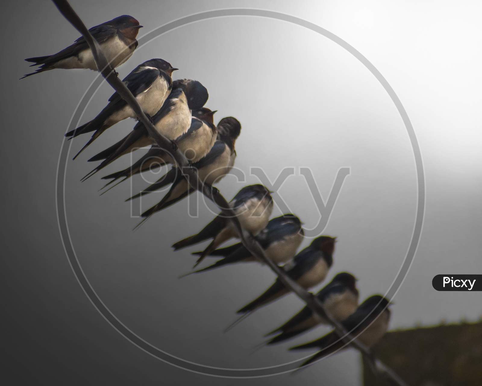 Barn swallows on a cold winter morning.