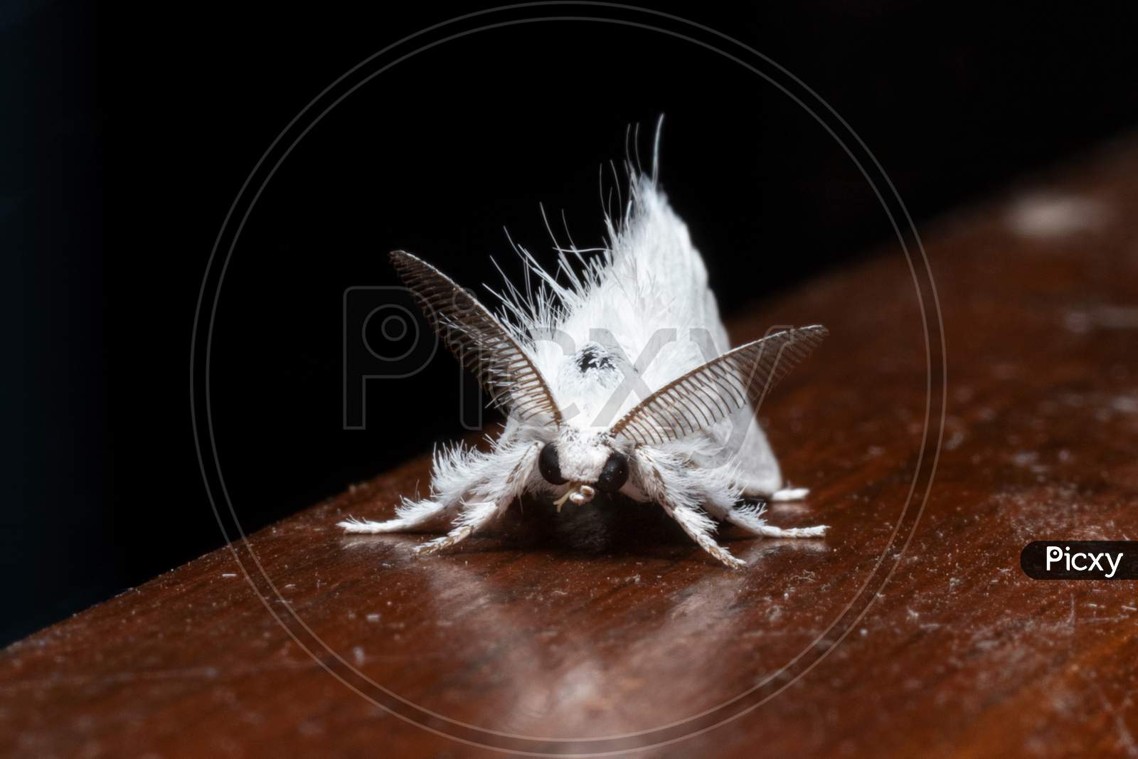 Sphrageidus Similis The Gold Tail Moth Front View Stock Photo