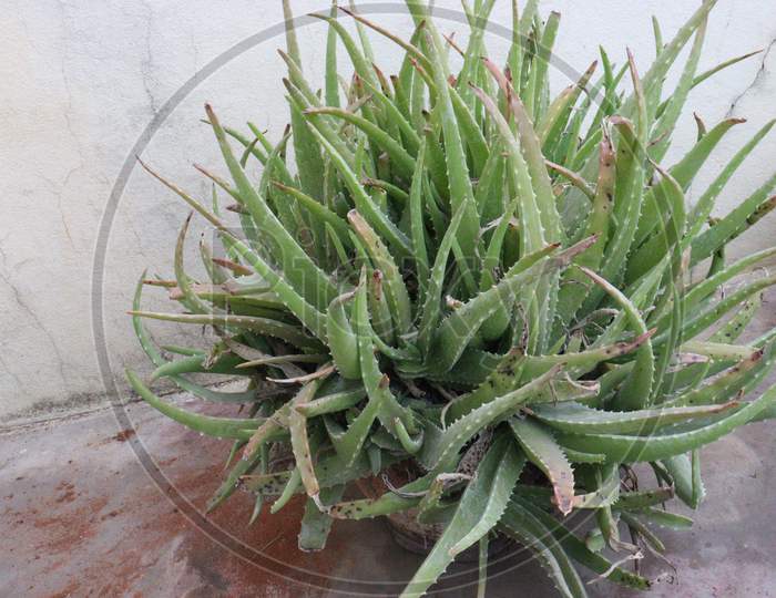 Aloe growing in the tank