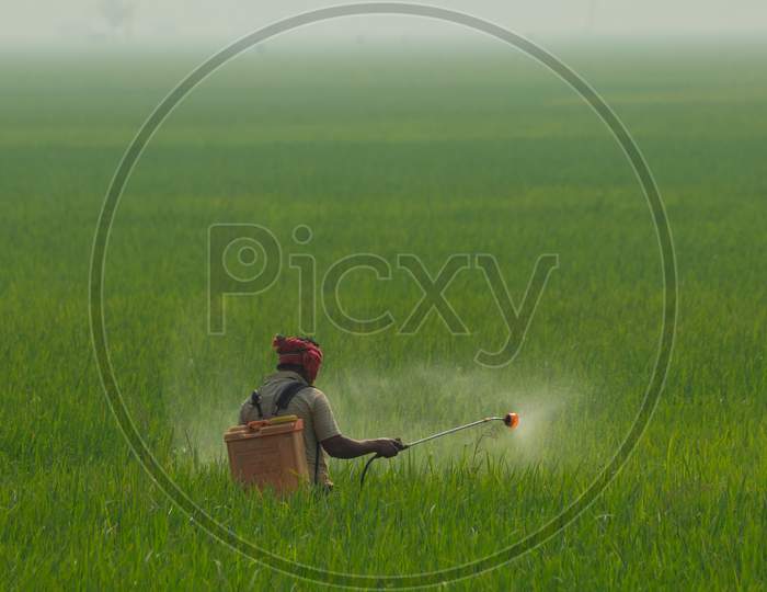 Farmer spray the fertilizer in the rice field