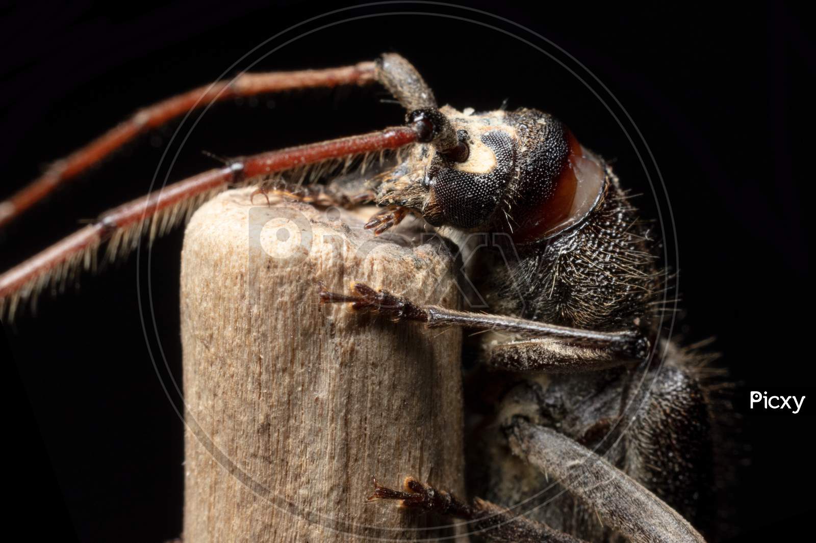 Longhorn Beetle Mouth Closeup Stock Photo