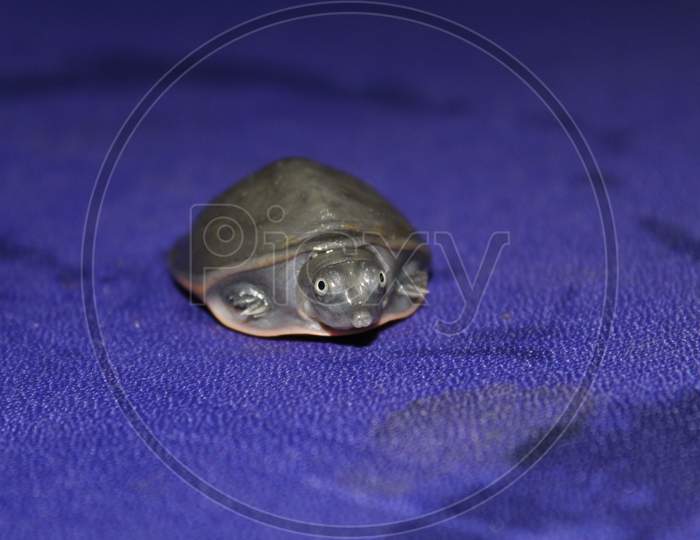 Cute Little Baby Turtle Asian Pond Terrapin Baby In Blue Background
