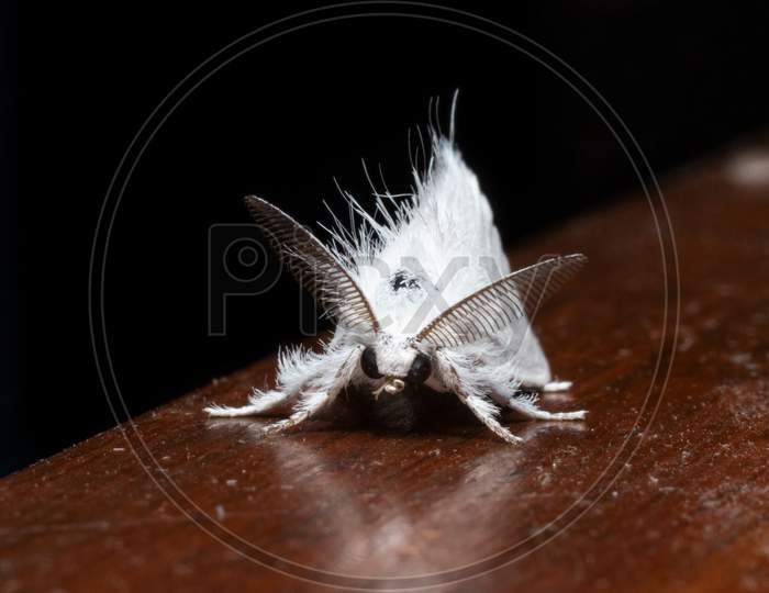 Sphrageidus Similis The Gold Tail Moth Front View Stock Photo