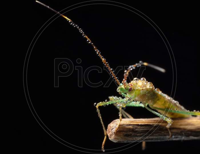 Heteroptera Leptocorisa Acuta On The Age Of Branch Side View Stock Photo
