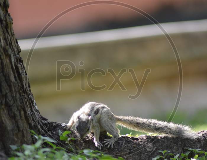 Squirrel Eating and Playing in Park