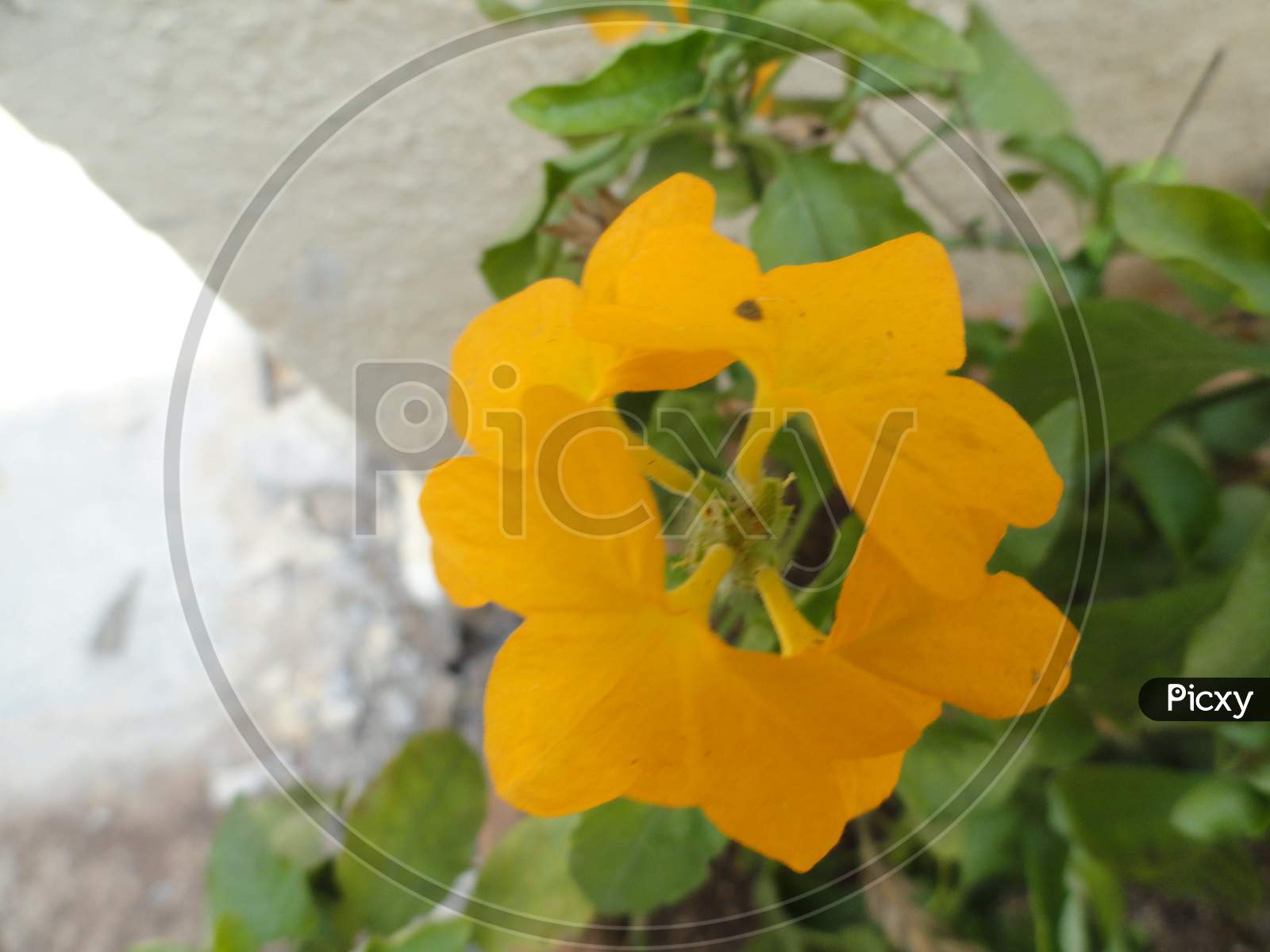 Yellow beautiful flower with green leaves
