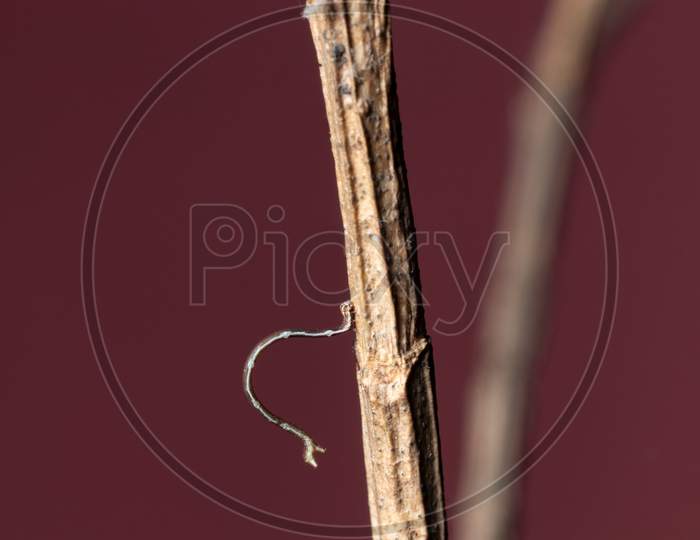 Geometrid Caterpillar Role On A Branch Stock Photo