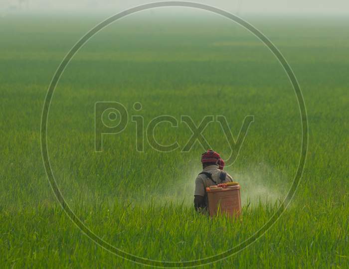 Farmer spray the fertilizer in the rice field