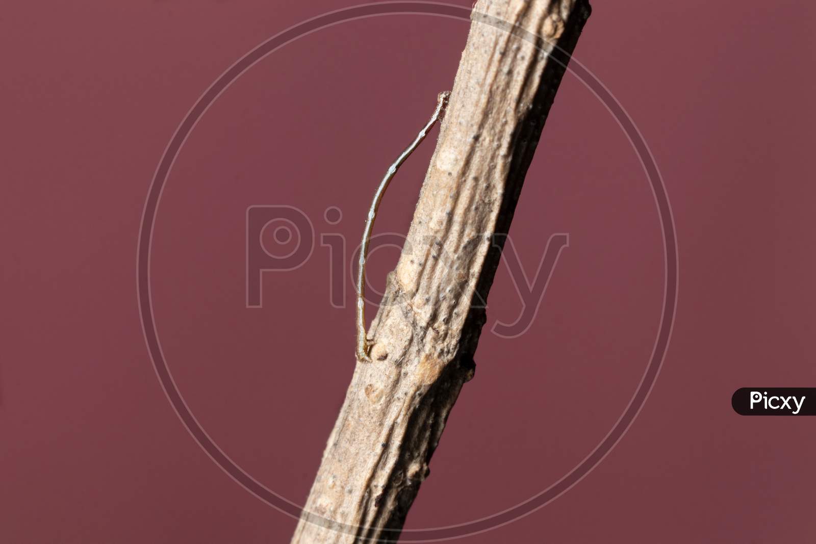 Geometrid Caterpillar Walking On A Dry Branch Stock Photo