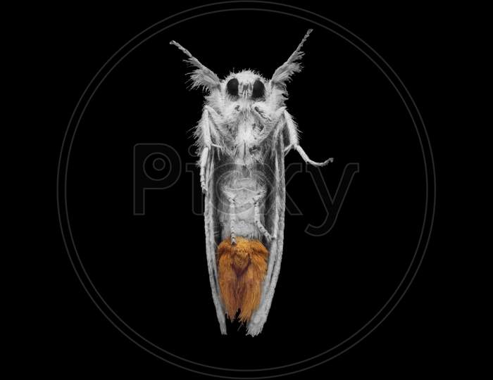 Sphrageidus Similis The Gold Tail Moth Under View Stock Photo