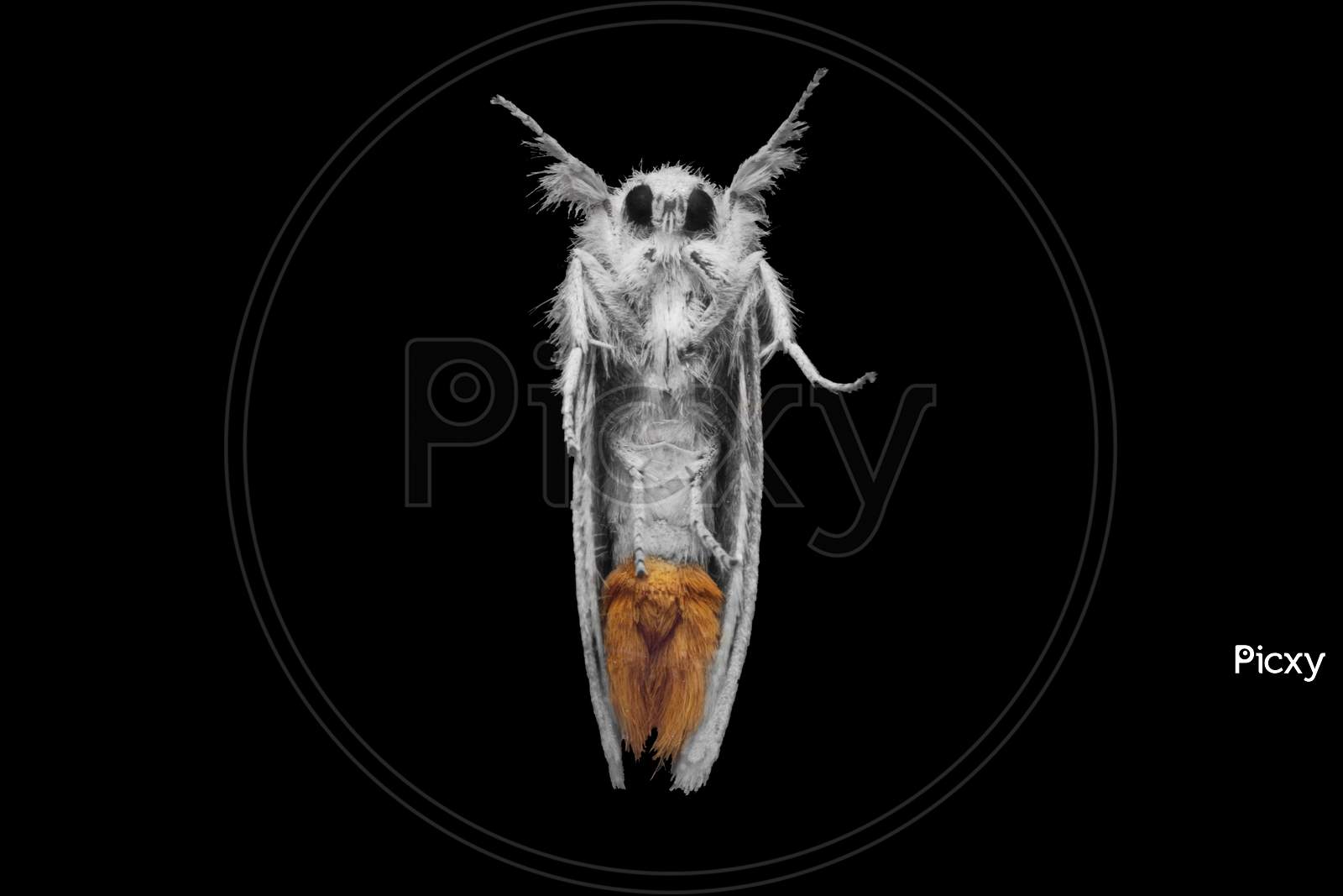 Sphrageidus Similis The Gold Tail Moth Under View Stock Photo