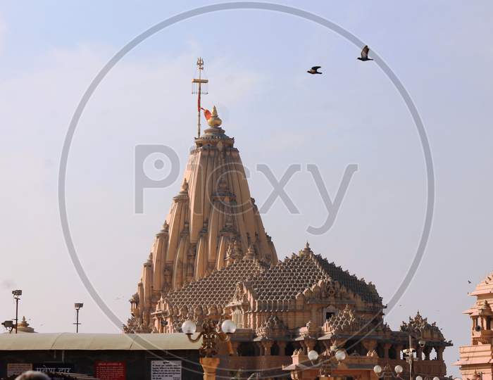 Pigeon Flying towards Somnath temple