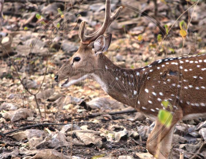 Barasingha or swamp deer in Gir National Park