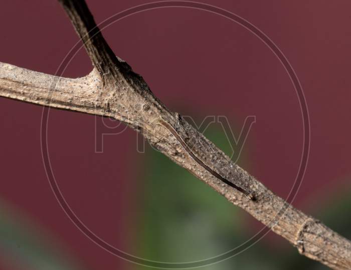 Geometrid Caterpillar On A Dry Branch Stock Photo