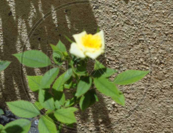 Yellow Rose with green leaves