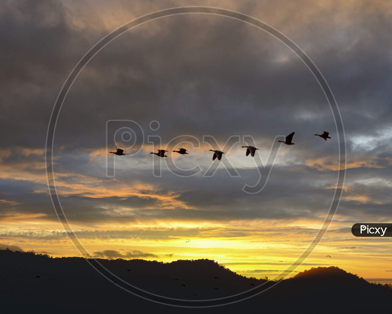 A gaggle of geese flying back home on a beautiful sunset.