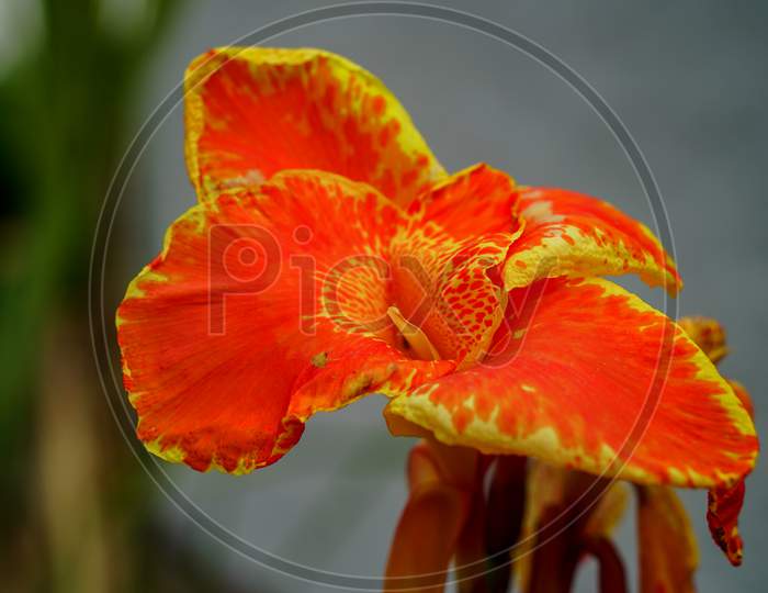 Fresh Canna Flower Orange Canna Flower Close Up. Canna Indica Flower In Nature Garden