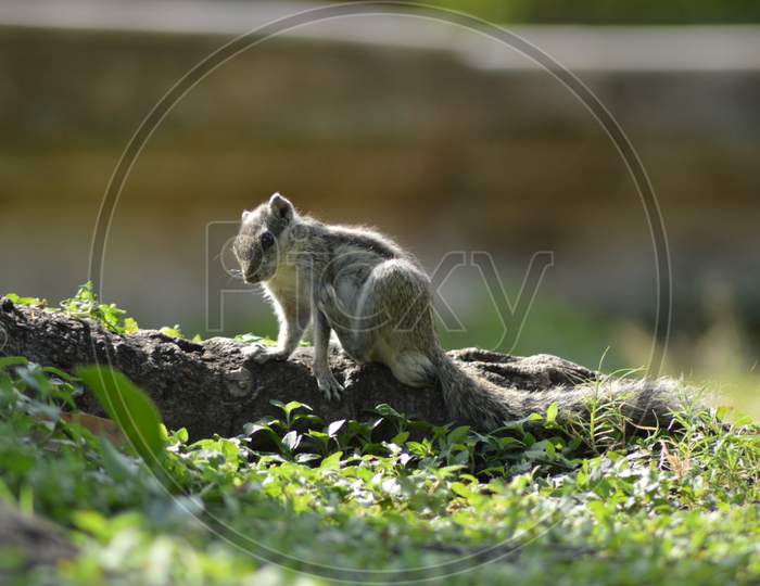 Squirrel Eating and Playing in Park