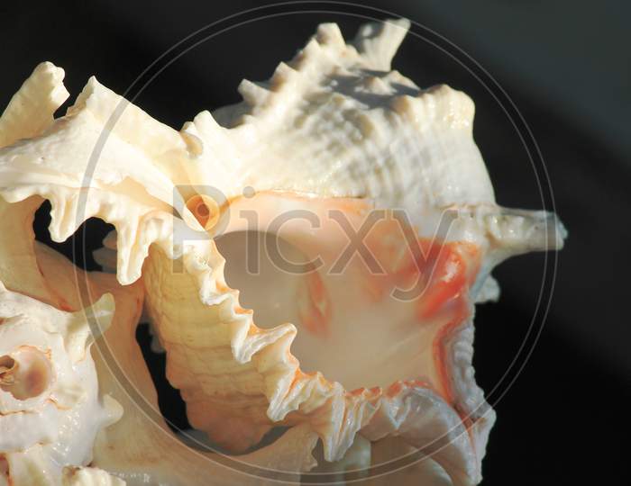 A Shankha (conch shell)