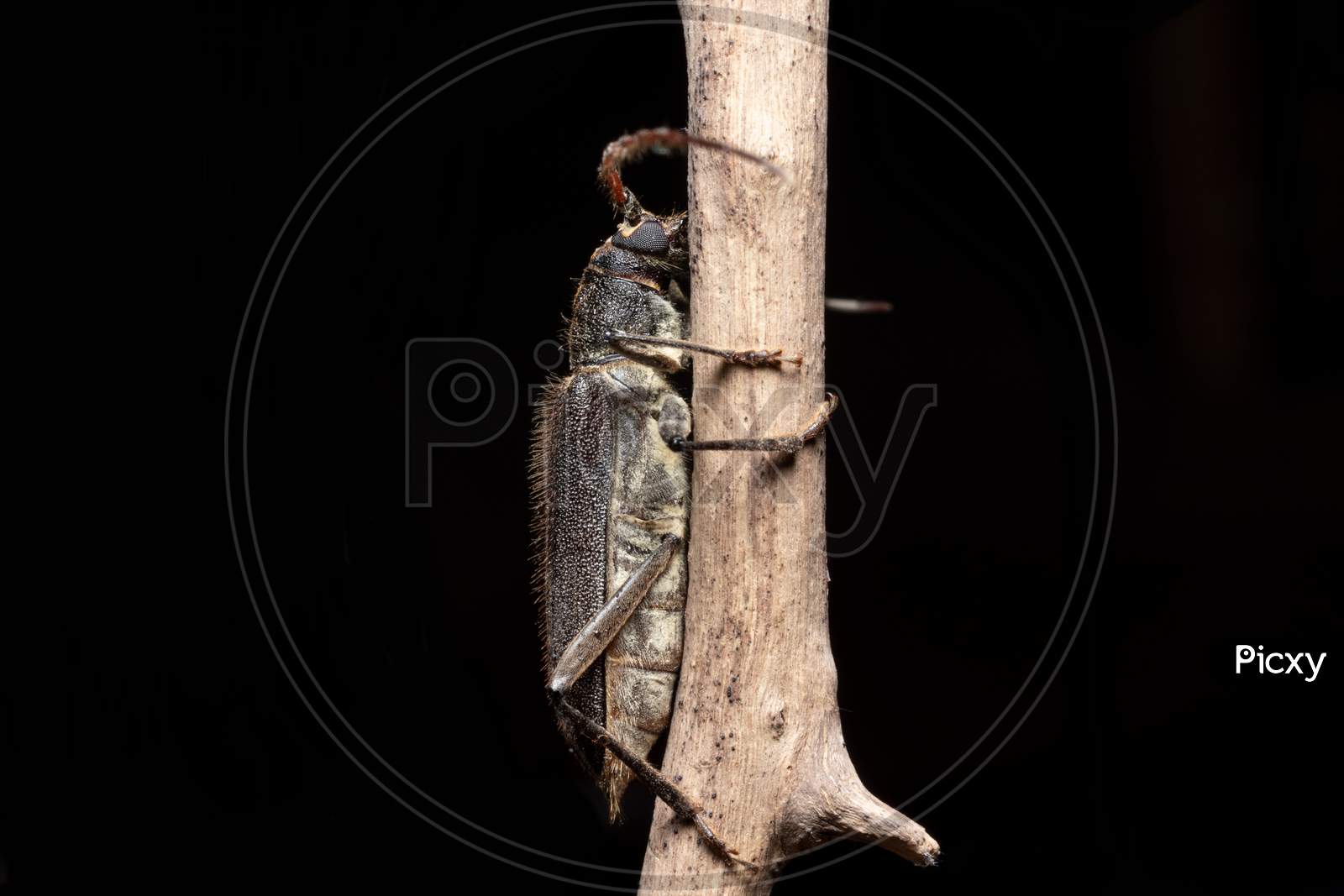 Longhorn Beetle Sit On A Dry Branch Stock Photo