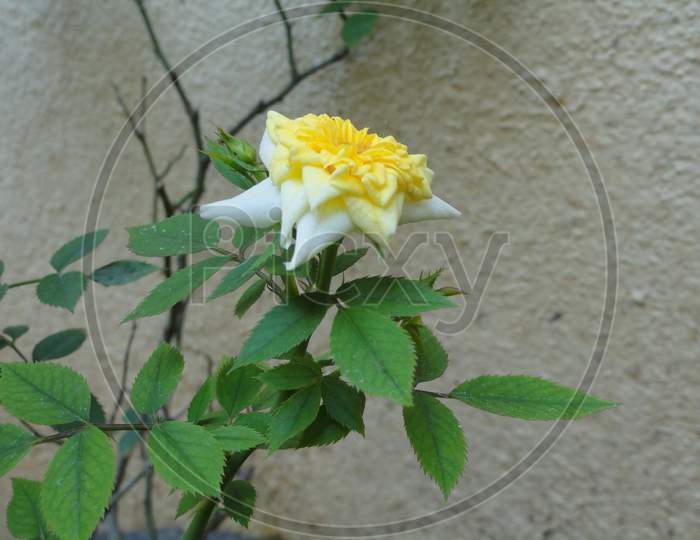 Yellow Rose with green leaves
