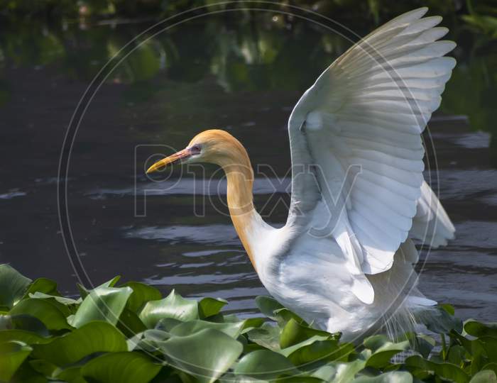A beautiful egret.