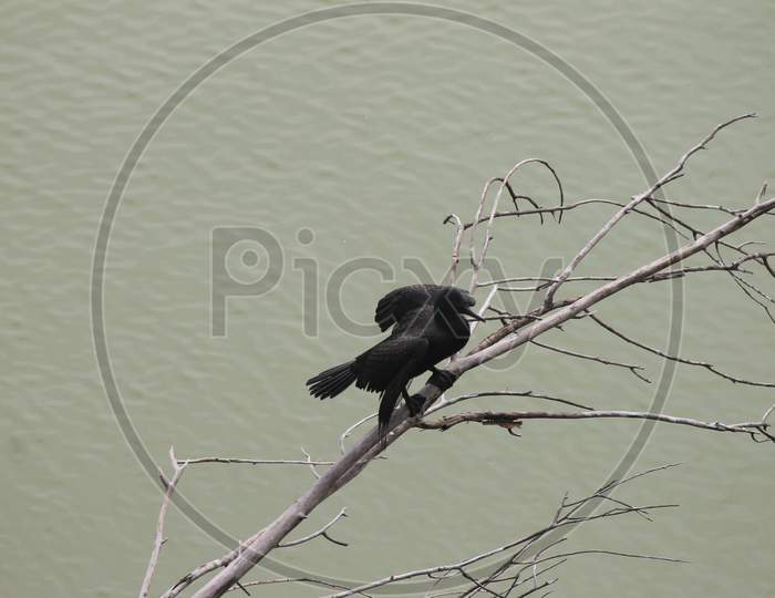 black cormorant