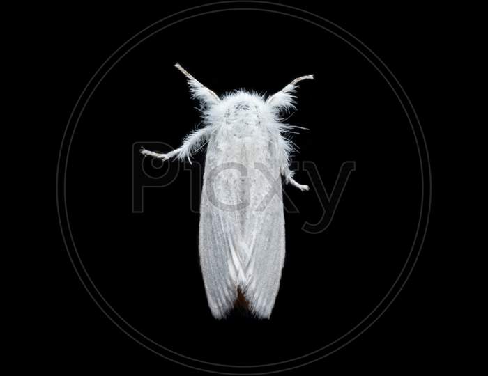 Sphrageidus Similis The Gold Tail Moth Top View Stock Photo
