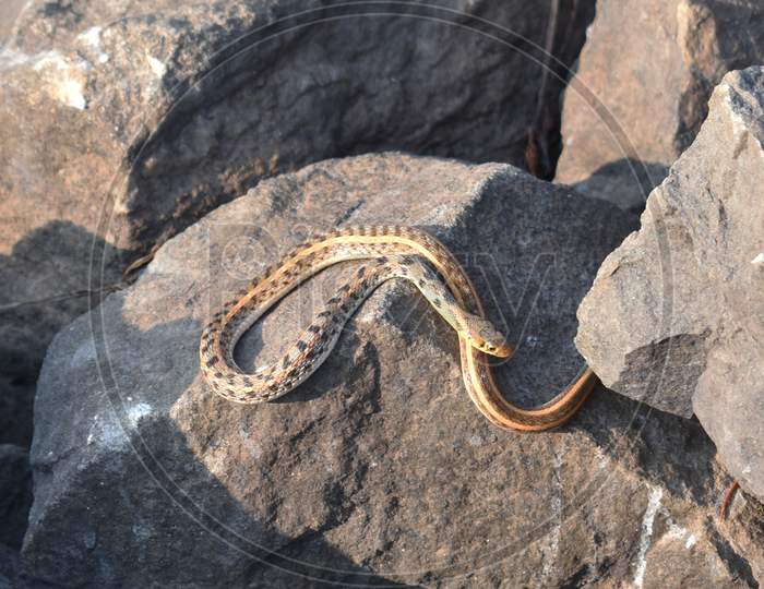 Closeup Image Of A Poisonous Snake Taking Sunbath Near A Lake